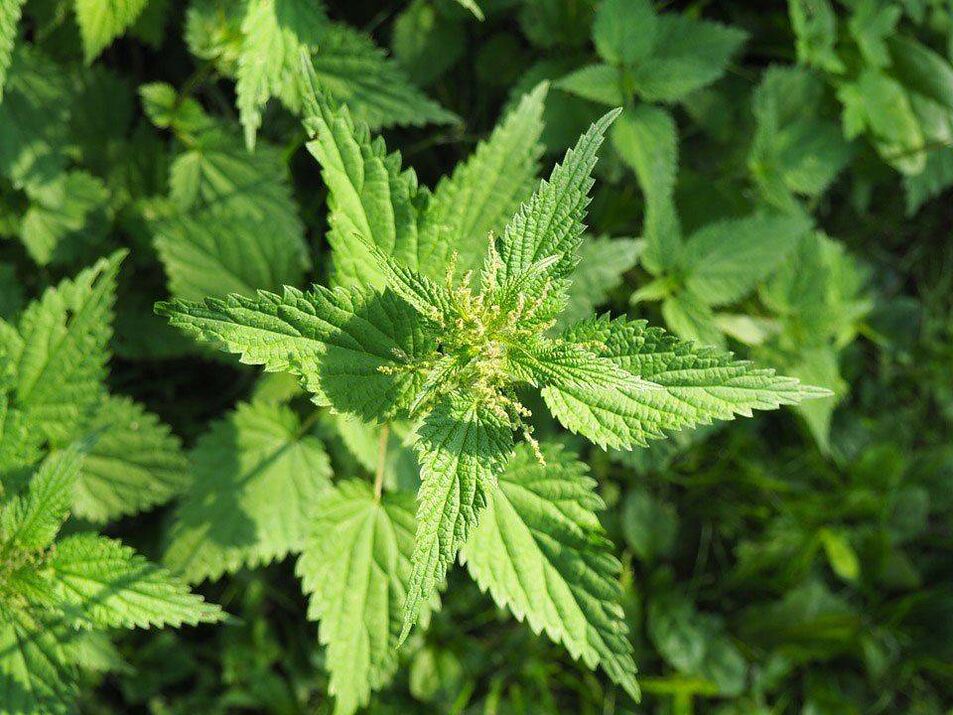 Nettle integrates the beneficial properties of ginger, increasing its potency